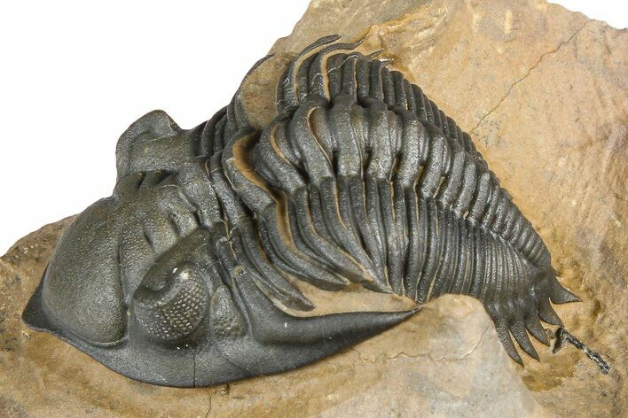 Chocolate-Brown Metacanthina Trilobite - Lghaft, Morocco #368582